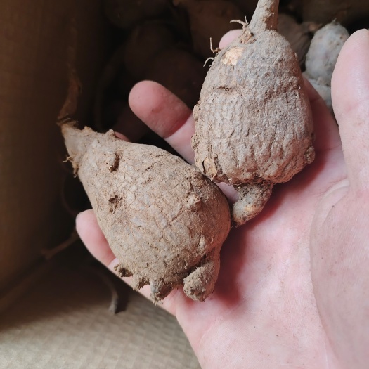 安远县鸡头薯 猪仔薯 猪仔笠 山布袋新鲜 一斤