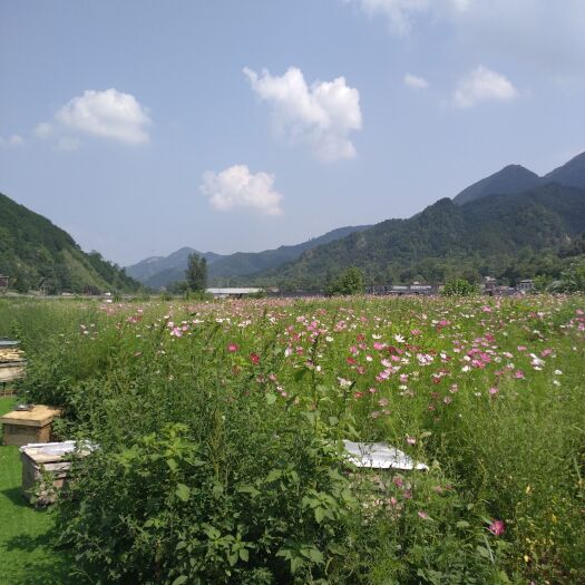 商洛秦岭土蜂中/华蜜蜂耐热耐寒