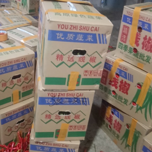 福泉市贵州三号二荆条线椒