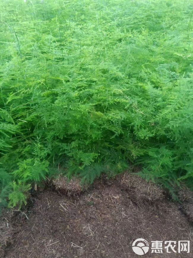 文竹盆栽绿植室内土水培植物云竹盆景带盆花卉客厅四季常青文竹苗