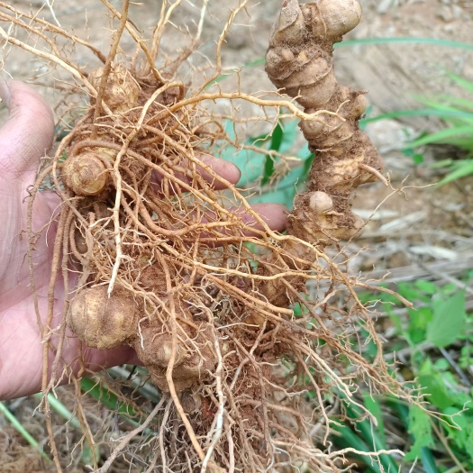 顺昌县黄精，土茯苓等中药供应