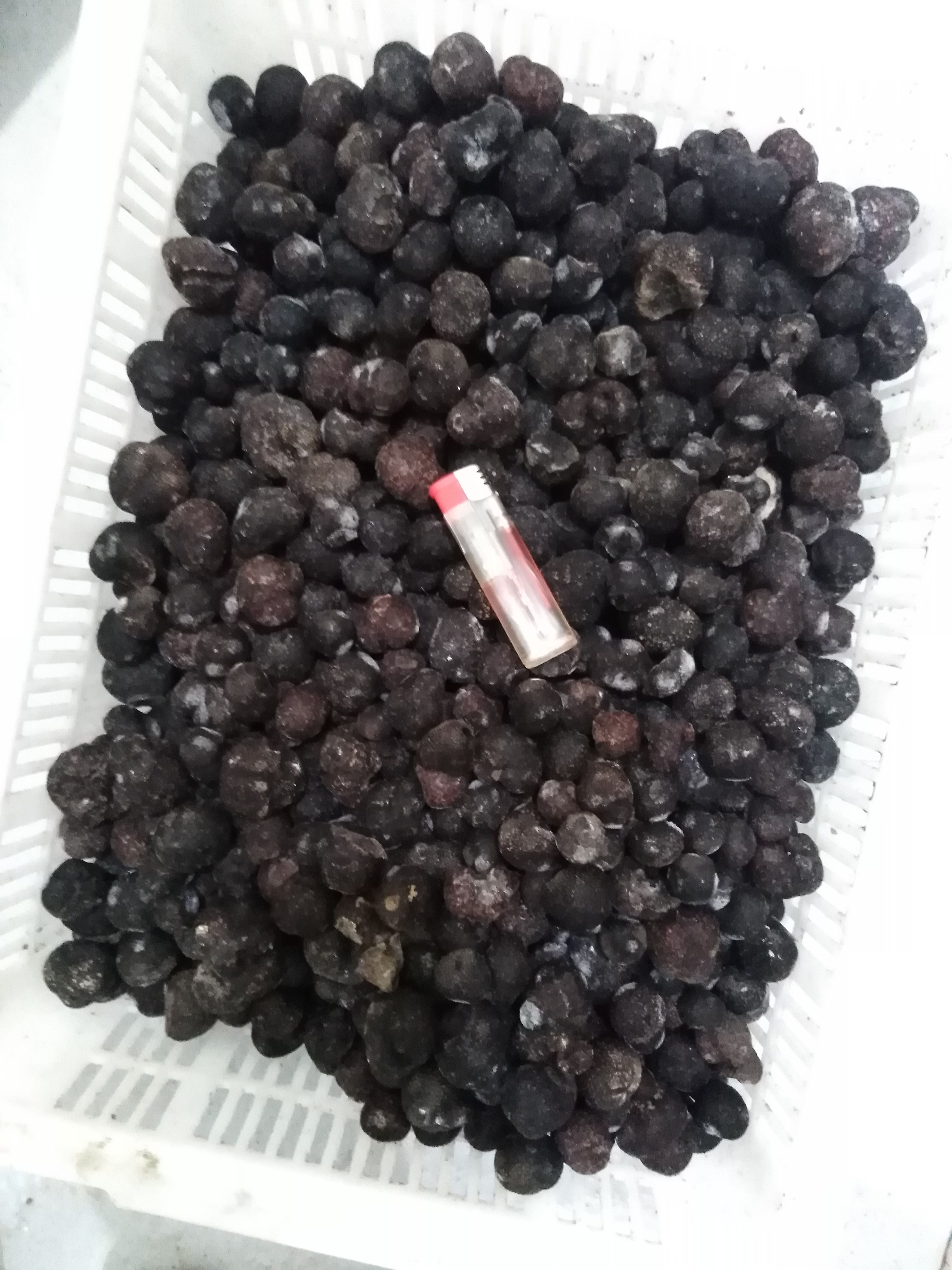 东北松露辽宁松露块菌猪拱菌辽宁货代收代购代发，大小量均可合作