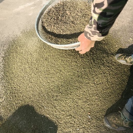 樟树市江西省樟树市中花吴茱萸