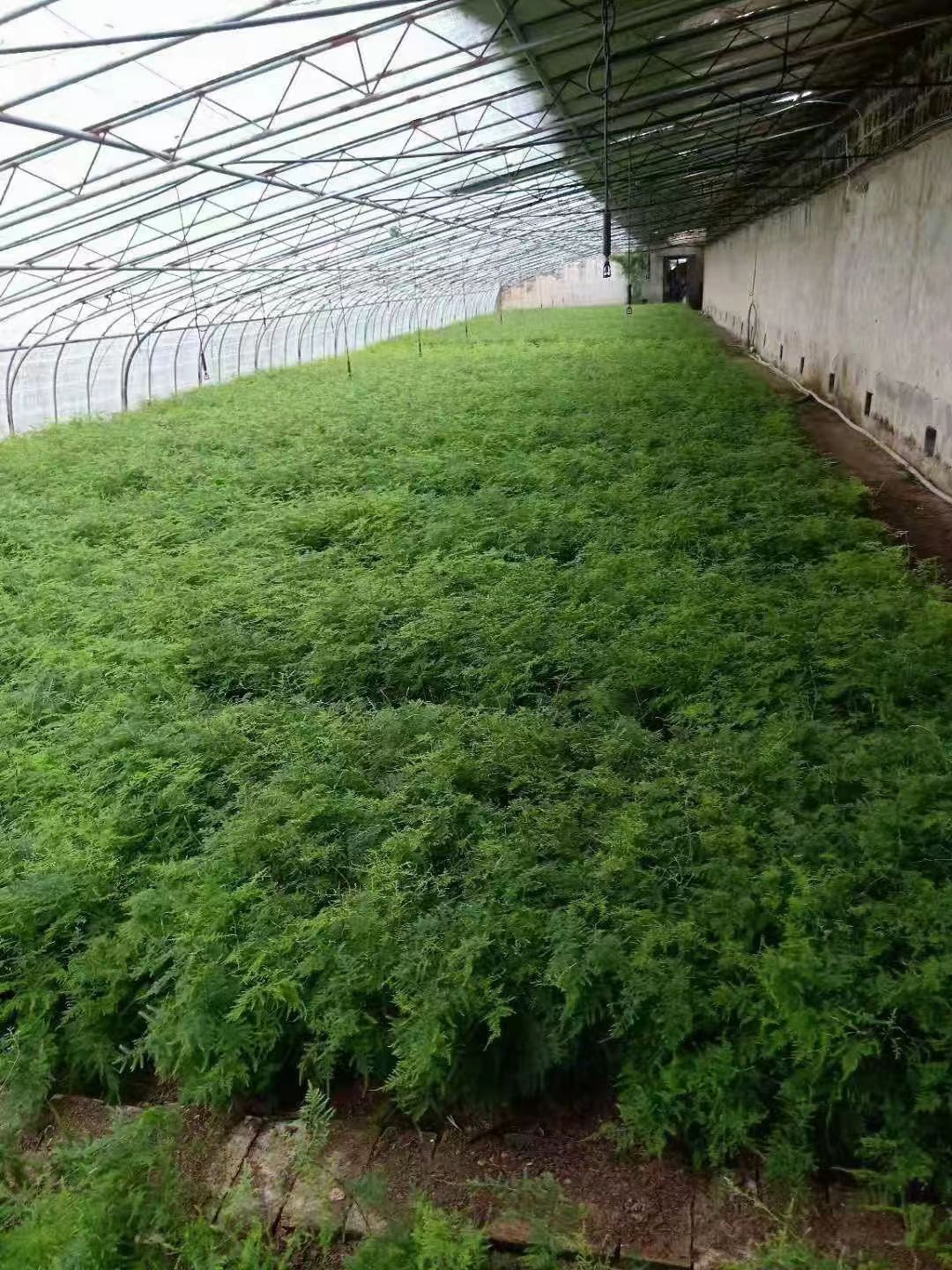 文竹盆栽绿植室内土水培植物云竹盆景带盆花卉客厅四季常青文竹苗