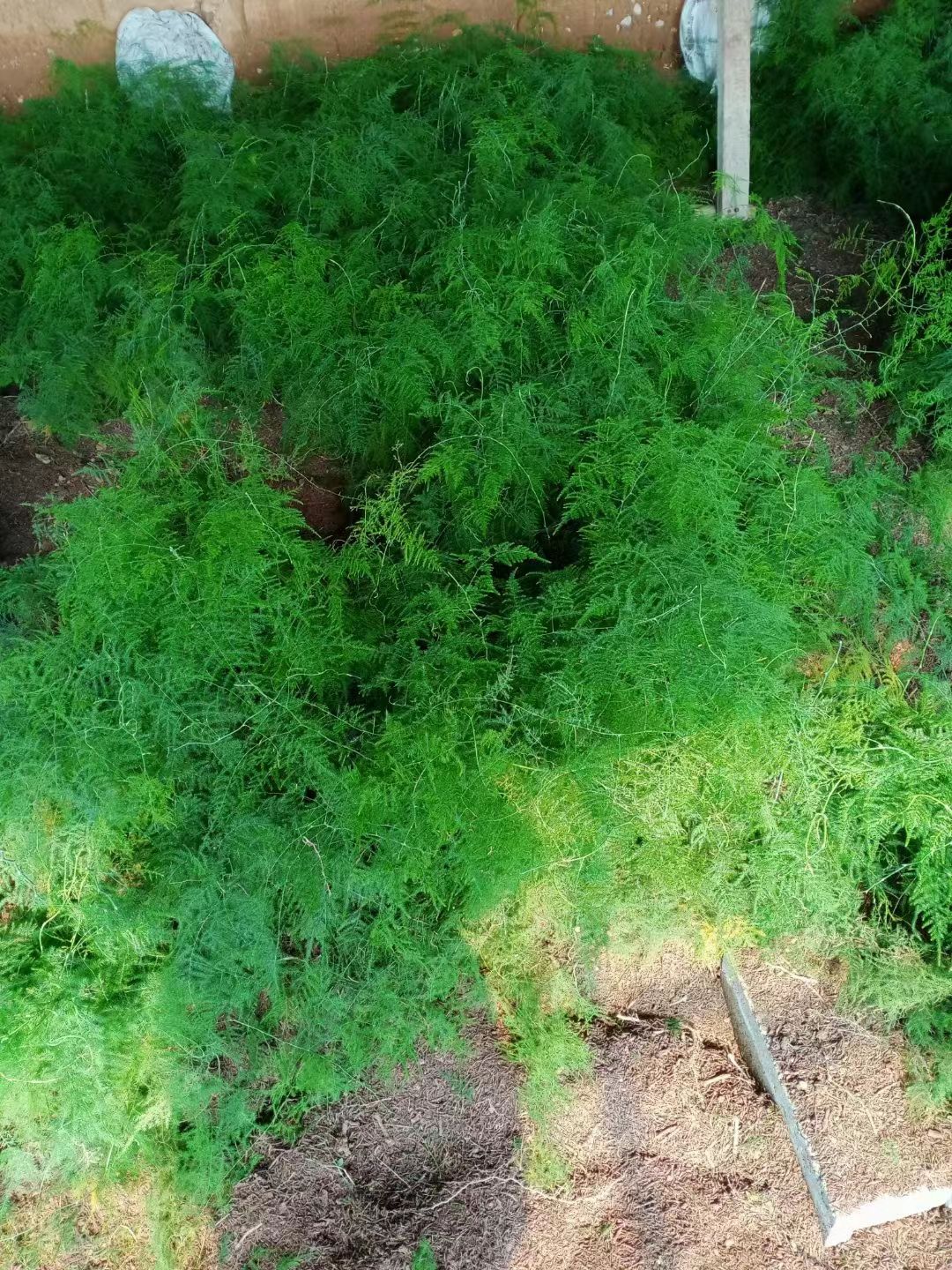 文竹盆栽绿植室内土水培植物云竹盆景带盆花卉客厅四季常青文竹苗