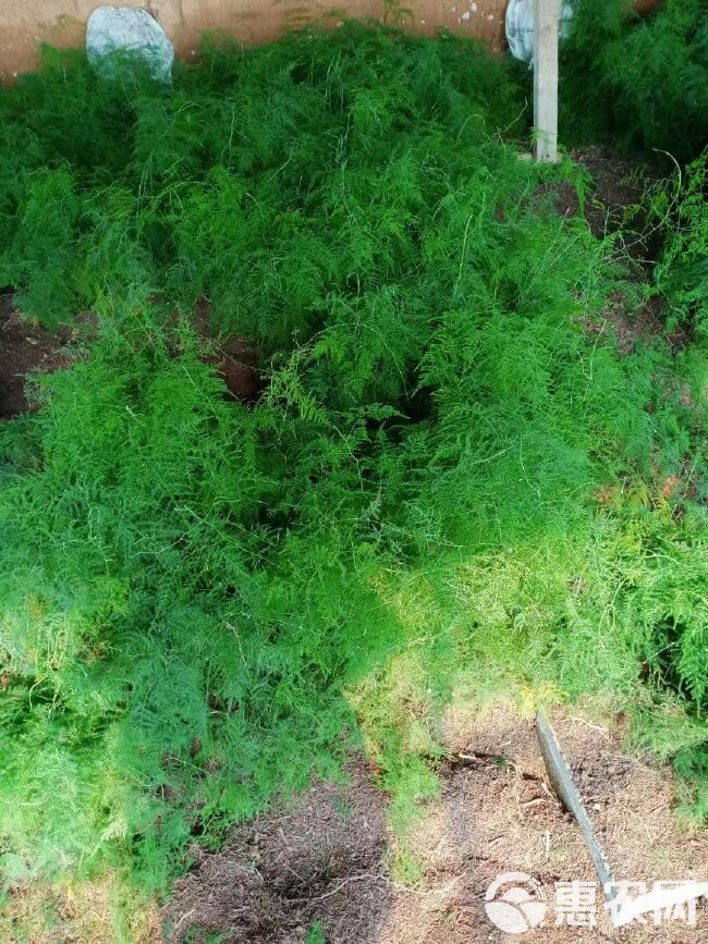 文竹盆栽绿植室内土水培植物云竹盆景带盆花卉客厅四季常青文竹苗