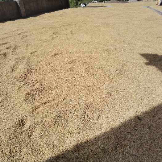 岳池县自家父母种的优质稻谷，荃优丝苗，丰收了，出售约5000斤～