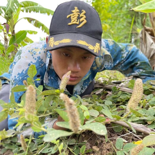罗定市狸尾草又叫羊咩香干货