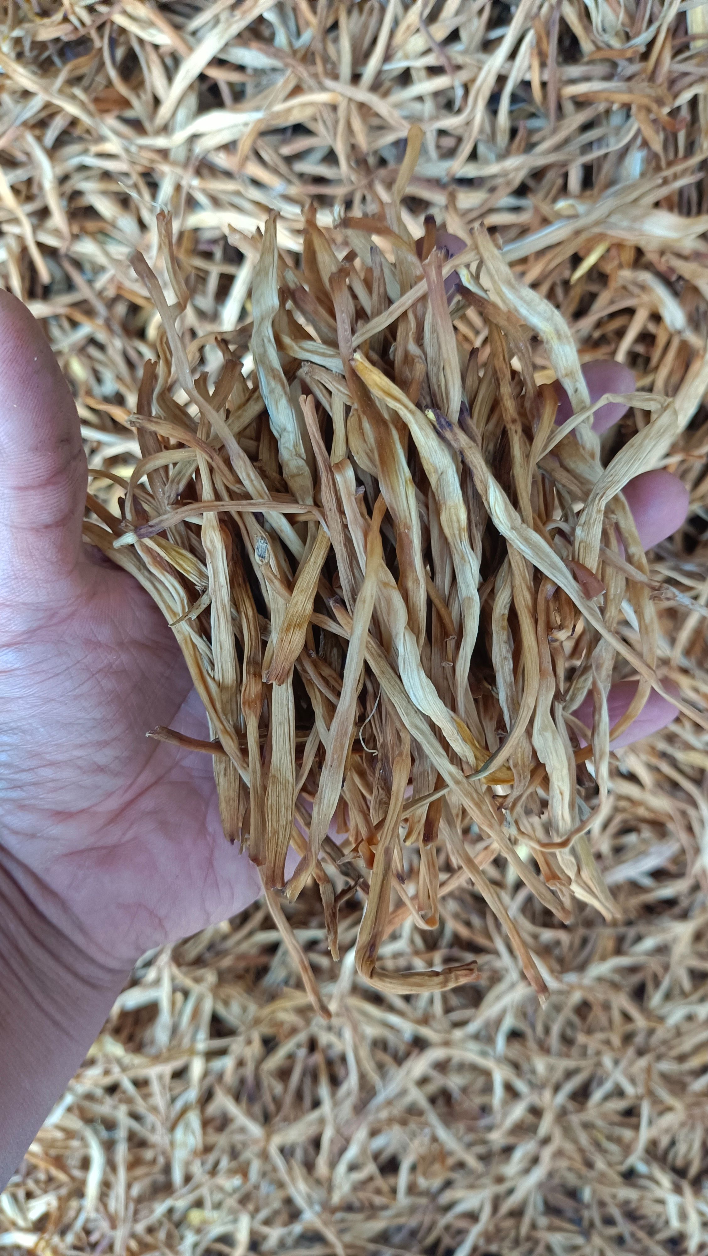 无硫干菜产地直发