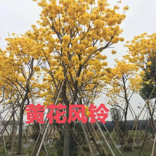 怀集县黄花风铃