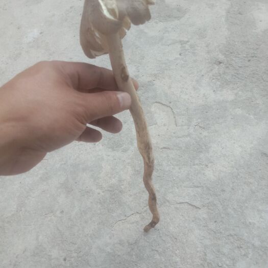 三都县鸡枞菌，
