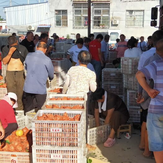 方城县黄金梨产地直供，代收代发，质量保证，诚信为本