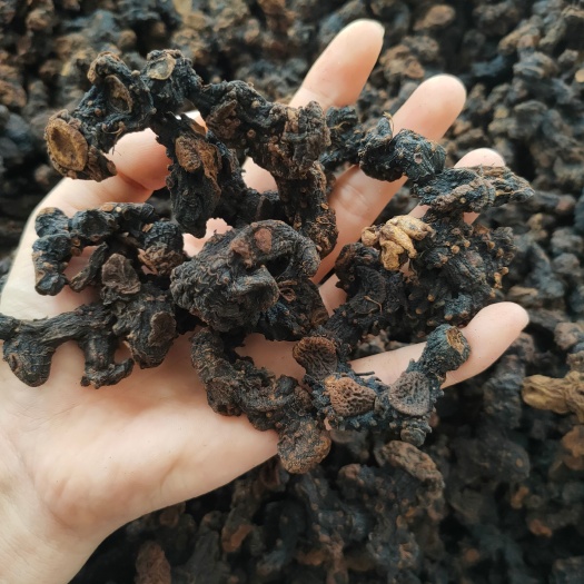 金秀县9蒸姜形黄 精