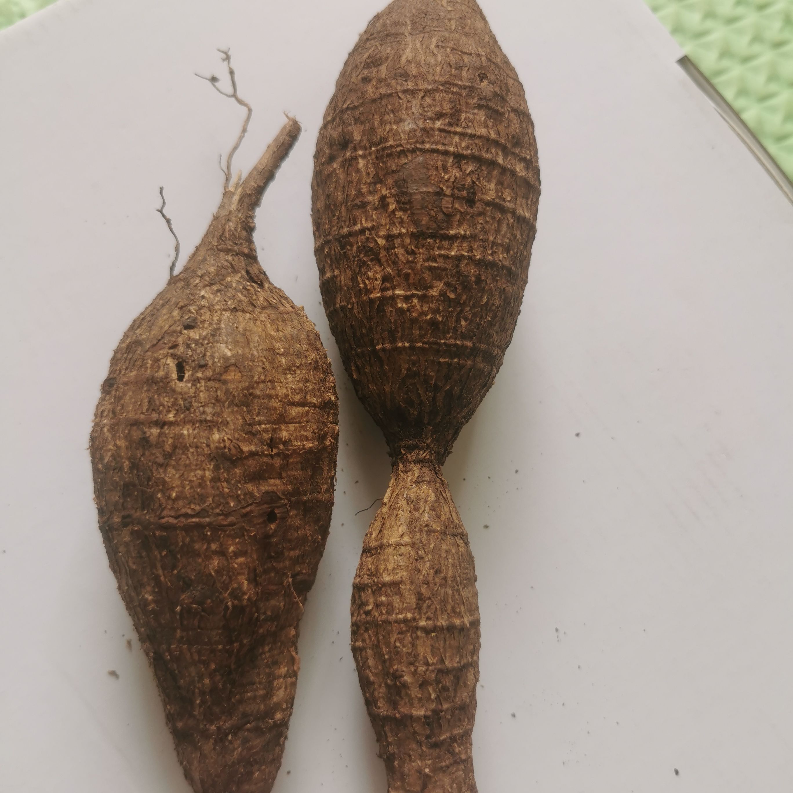 广西深山牛大力，大牛适合拿来熬汤粉香。