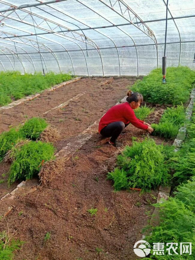 文竹盆栽绿植室内土水培植物云竹盆景带盆花卉客厅四季常青文竹苗