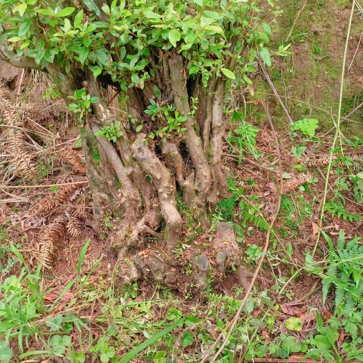富源县映山红，火炬，高山杜鹃