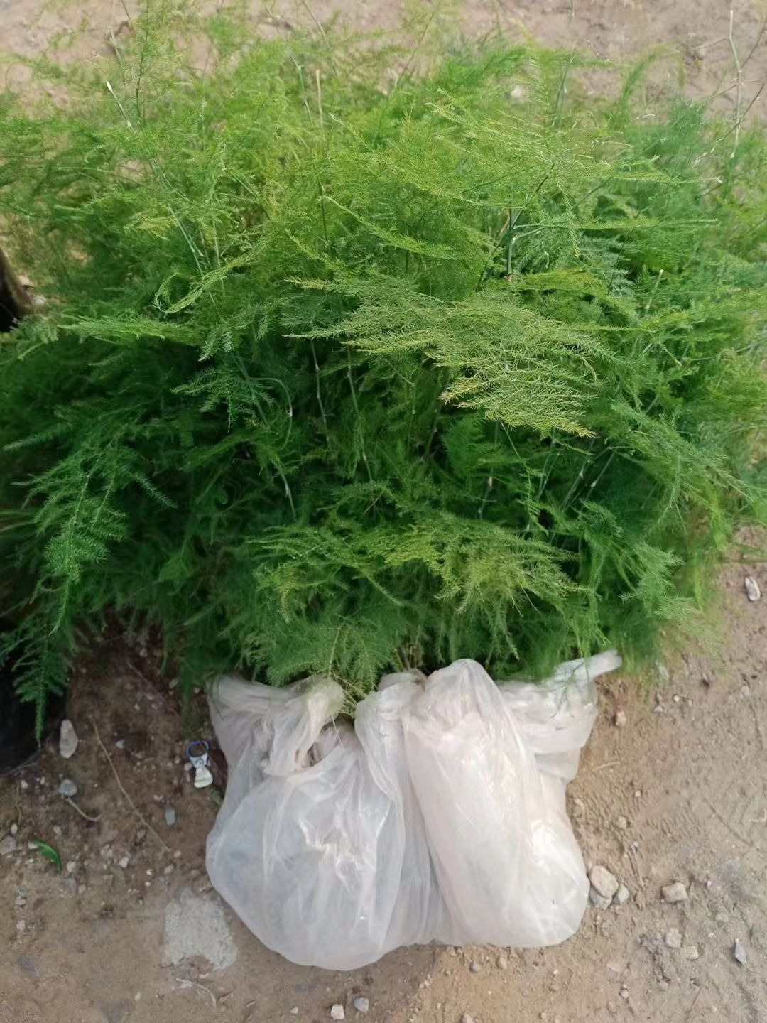 文竹盆栽绿植室内土水培植物云竹盆景带盆花卉客厅四季常青文竹苗