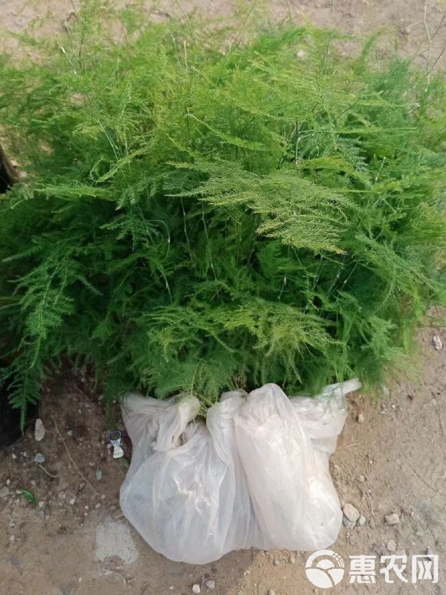 文竹盆栽绿植室内土水培植物云竹盆景带盆花卉客厅四季常青文竹苗