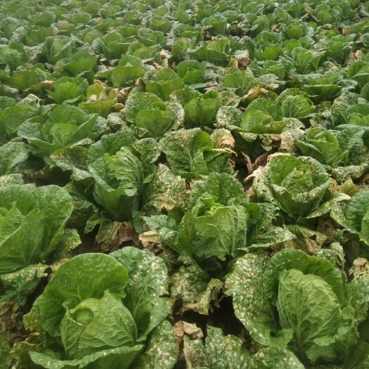 蔚县【白菜】优质玲珑黄白菜产地直销 坏单包赔 量大从优