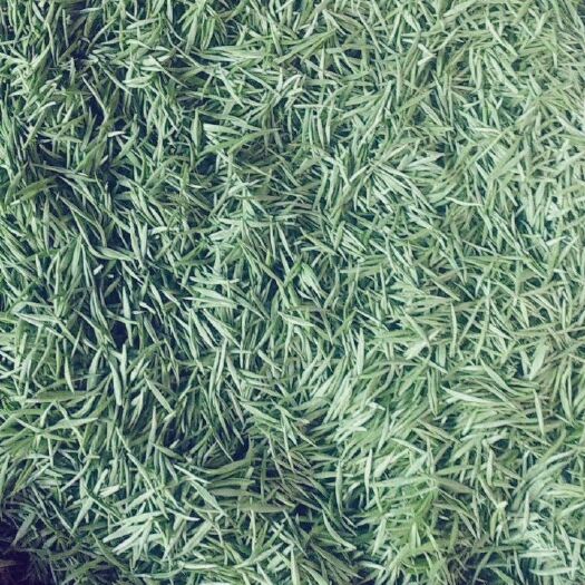 古丈县毛尖茶