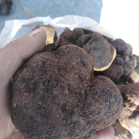 北票市东北松露辽宁松露块菌猪拱菌辽宁货代收代购代发，大小量均可合作