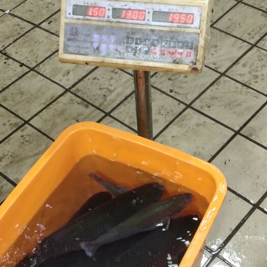 佛山草鱼