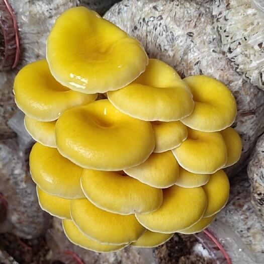 陆良县鸡油菌