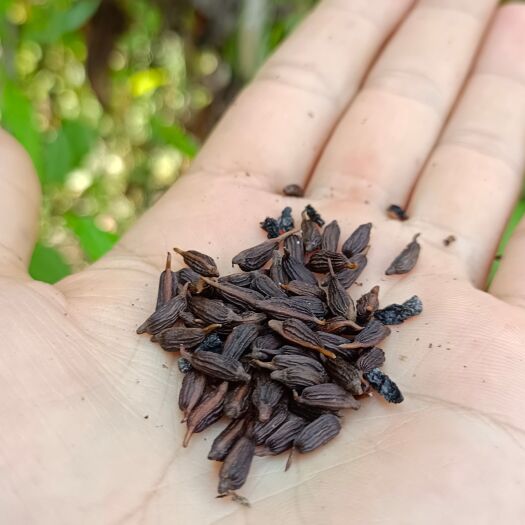 宜昌百部种子