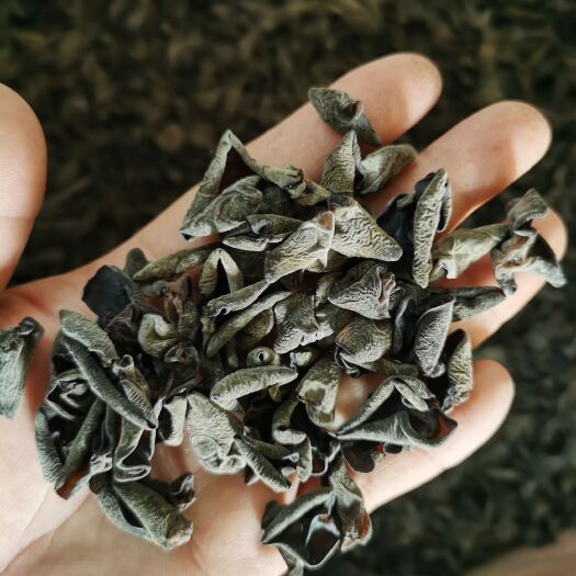 海林市东北秋木耳