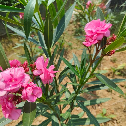 宜良县粉花夹竹桃