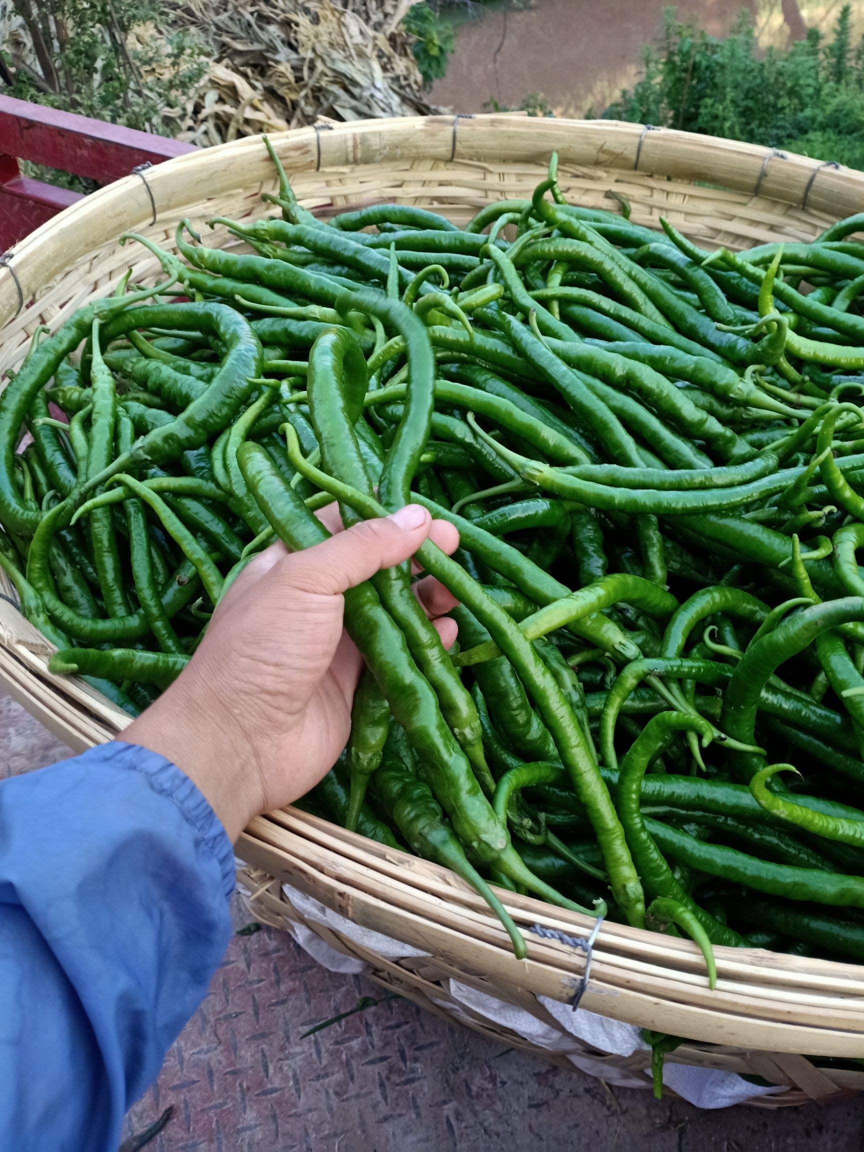 二荆条线椒泡椒香椒基地直供大量上市欢迎订购可提供电商货超市平