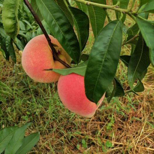 新泰市永莲密桃