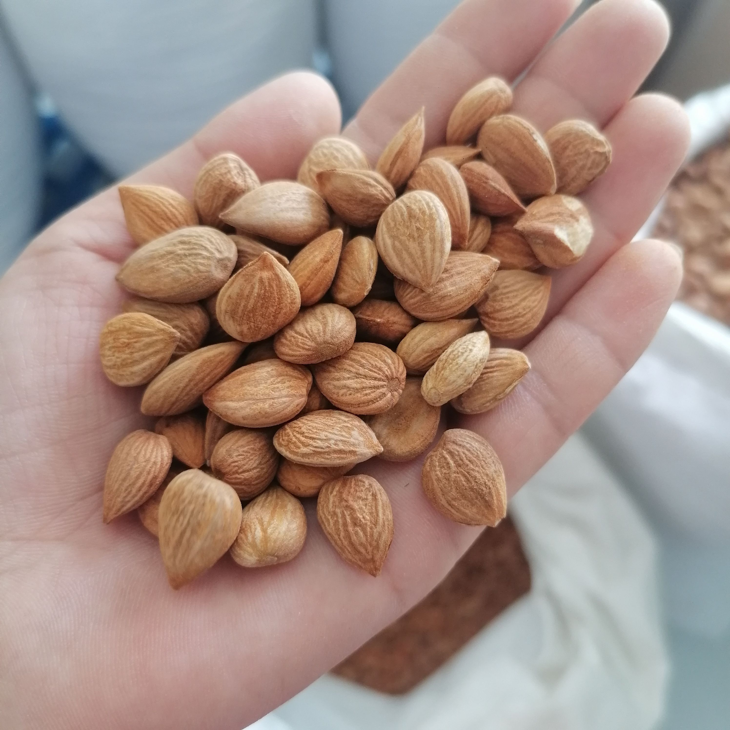 苦杏仁，甜杏仁，规格齐全，量大从优