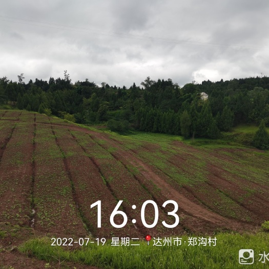 达州三百亩整治流转土地转让