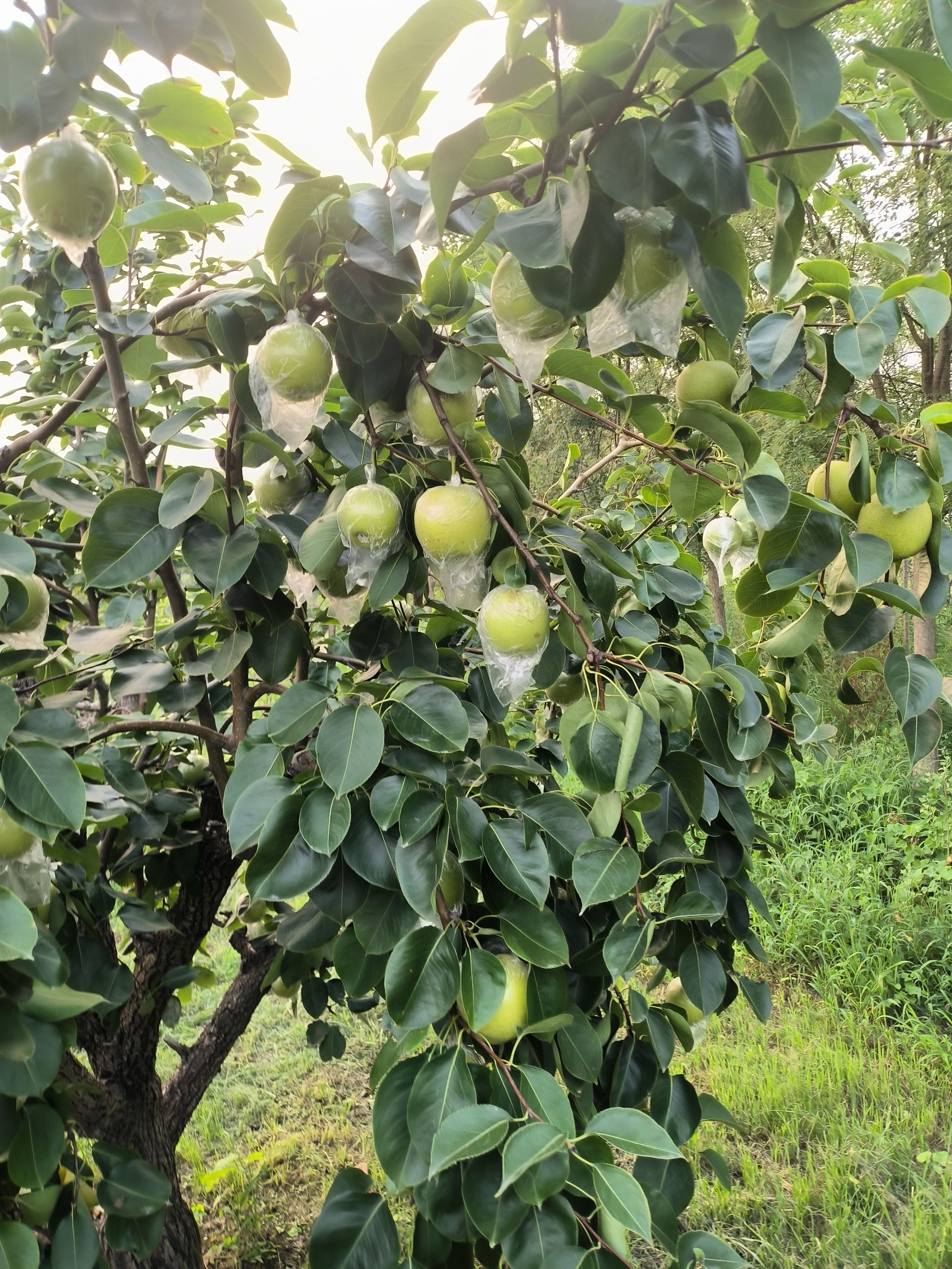 黄冠梨，半斤以上