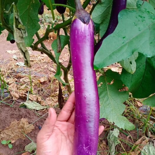 博爱县紫棒.（广茄）