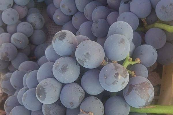 施甸县云南精品夏黑葡萄大量上市，品质优良，基地直供，多汁多肉