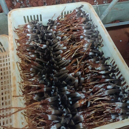 樟树市黑皮鸡枞