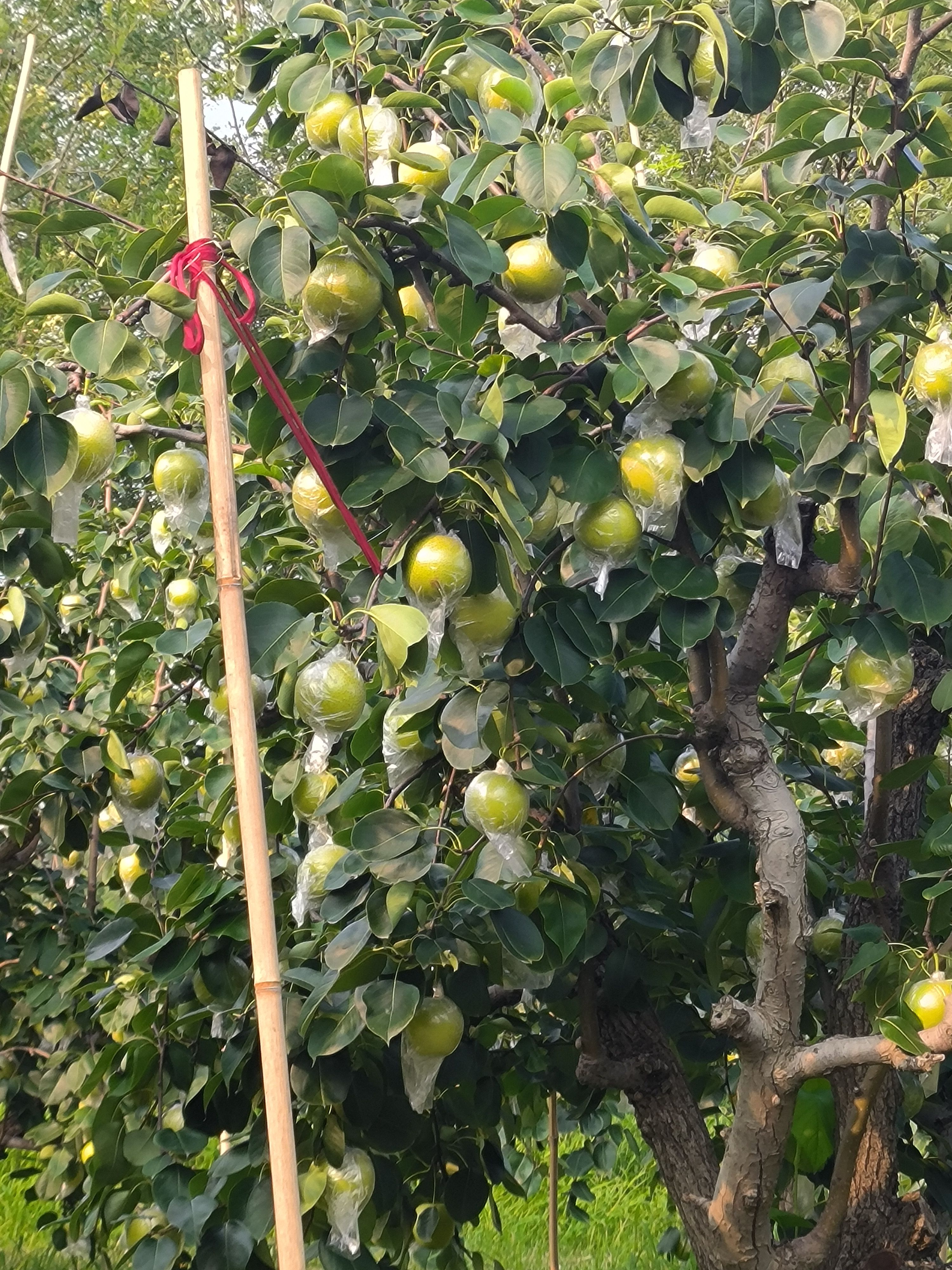 黄冠梨，半斤以上