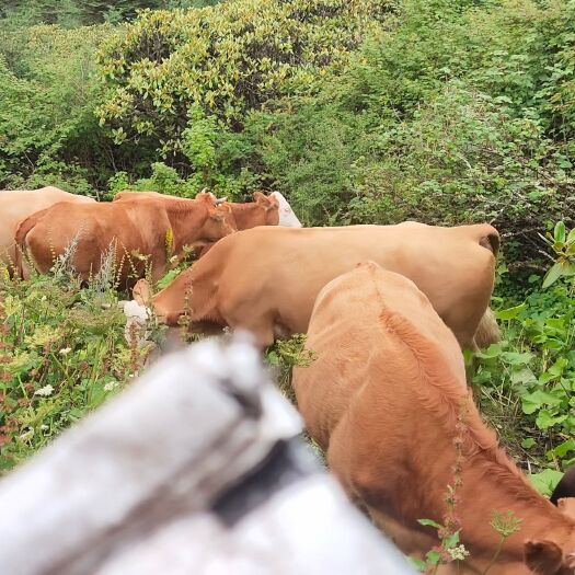 宝兴县肉牛