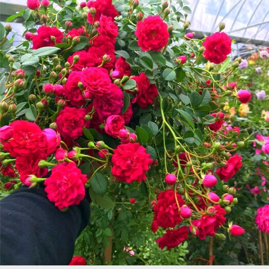 沭阳县藤本月季花苗爬藤植物蔷薇花苗四季开花室外阳台庭院花卉