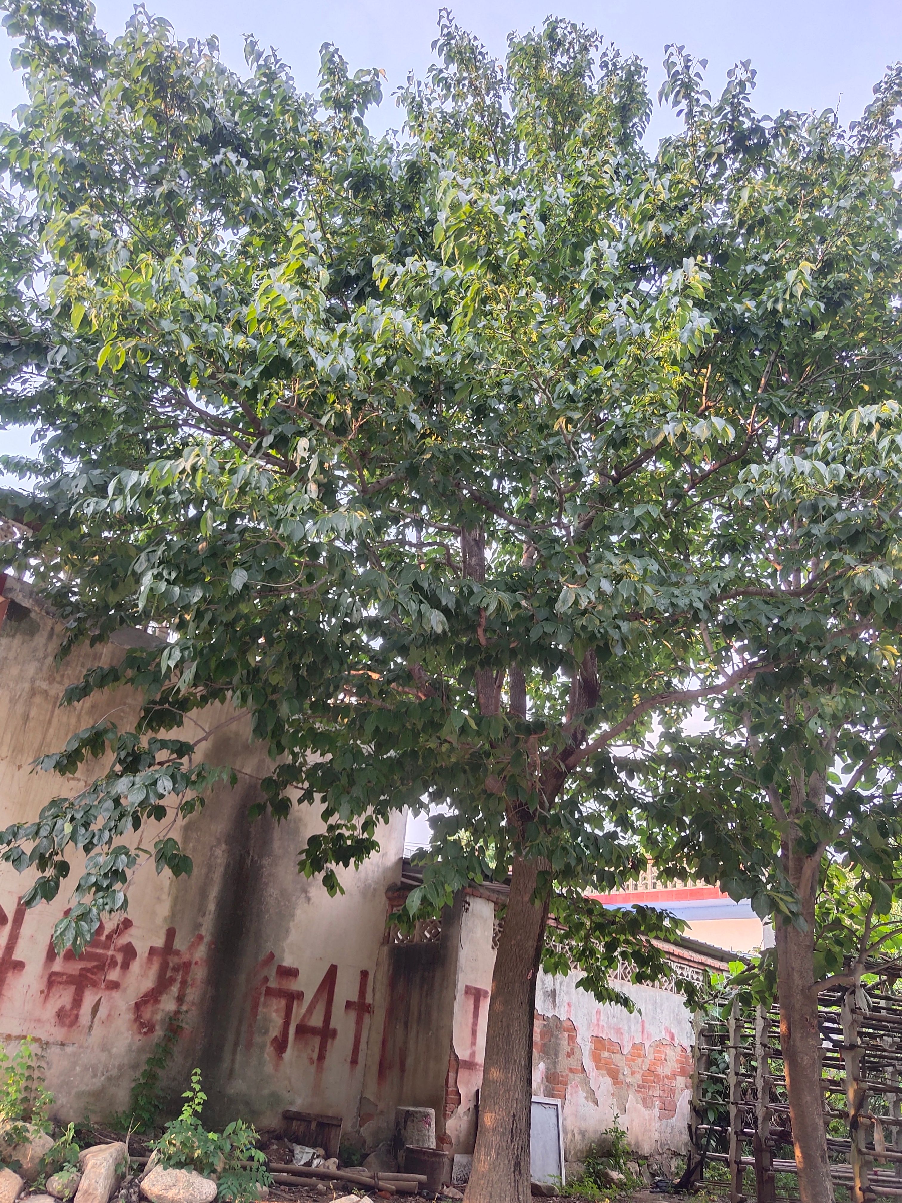 杜仲