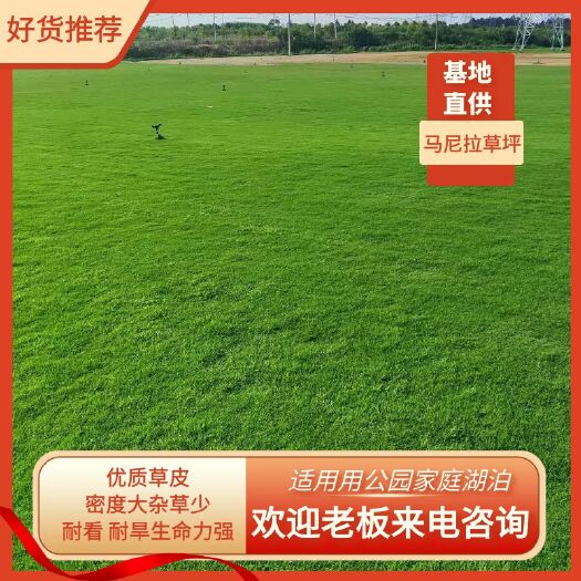 奉化优质草坪自产自销
