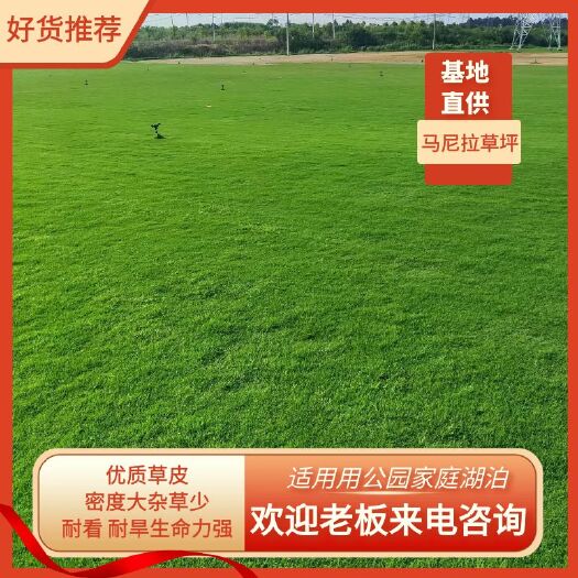 绍兴宁波优质草坪自产自销