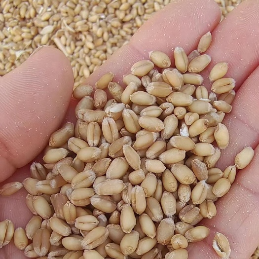 泛麦8号