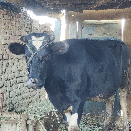 胡杨河市黑白花奶牛    年龄一岁多     1000斤以上