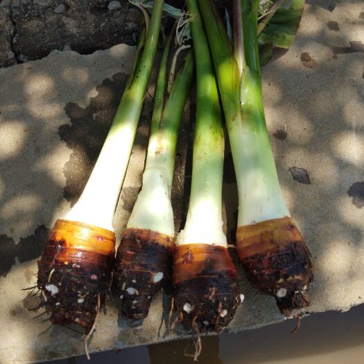 桂平市荔浦芋头