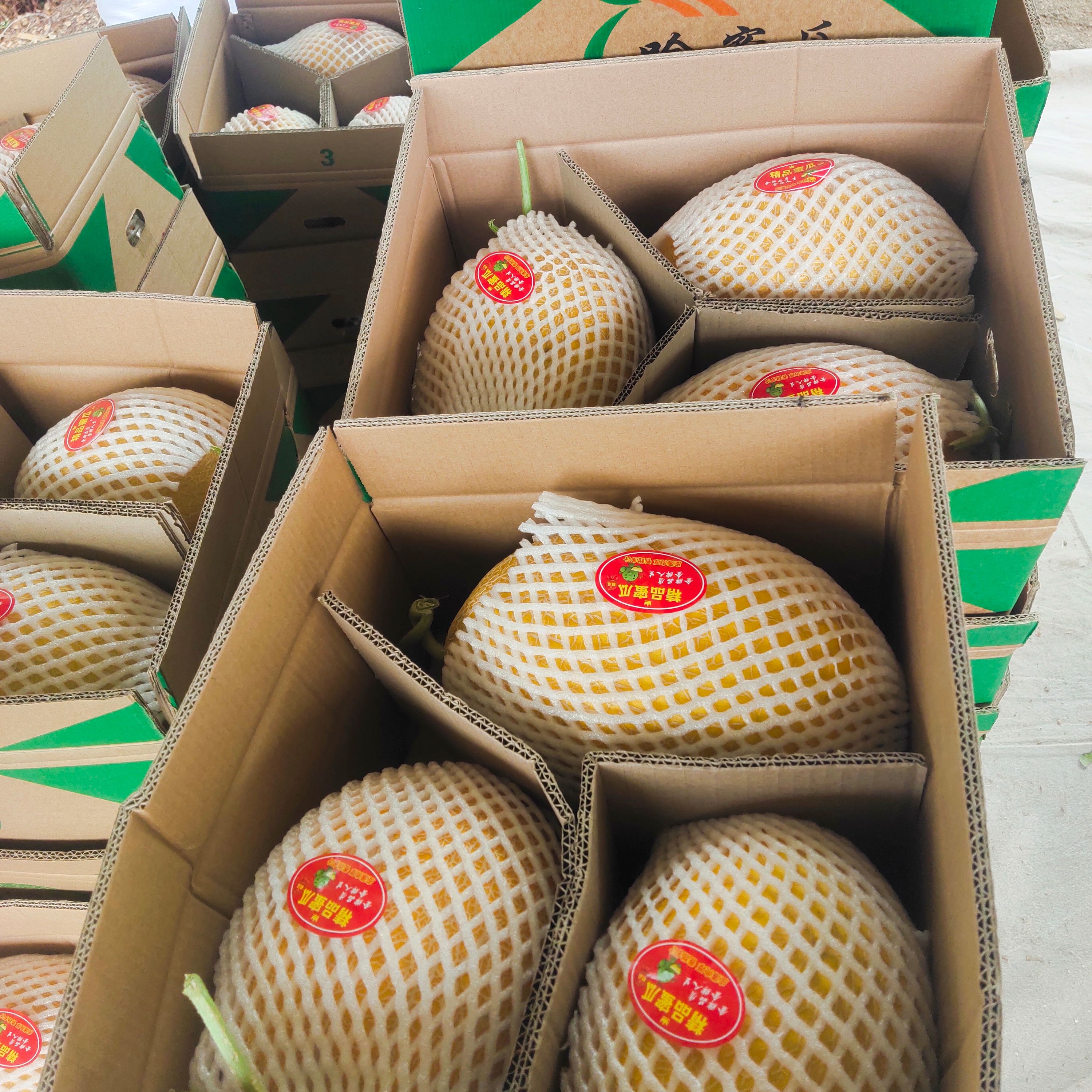 哈密瓜金蜜皇冠