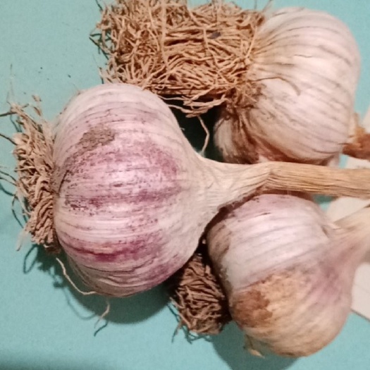 聊城紫皮大蒜把子