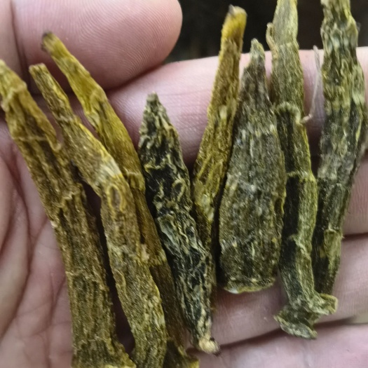 珍虫石斛